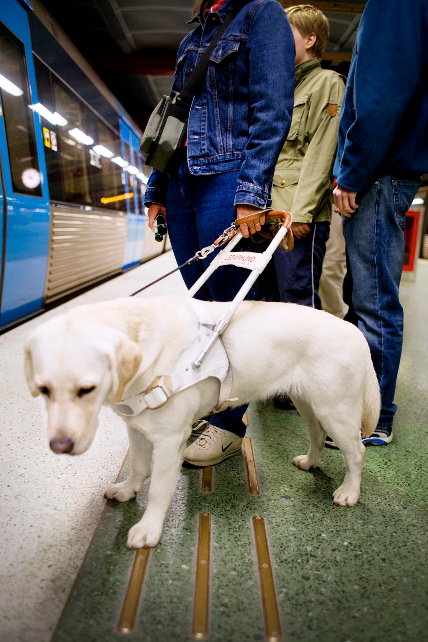 собака-поводырь в метро